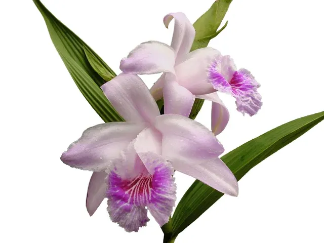 Sobralia rosea (Sobralia)