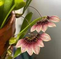 Bulbophyllum lepidum