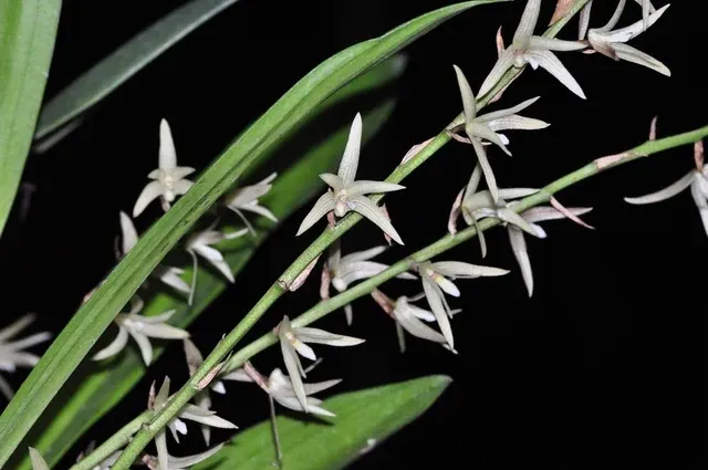 Eria javanica (Eria)