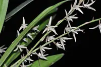 Eria javanica