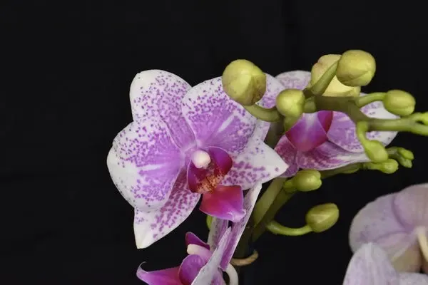 Phalaenopsis 'Pünktchen'