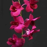 Dendrobium Supernova Red