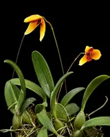 Bulbophyllum pardalotum