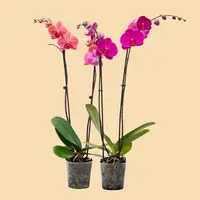 Phalaenopsis Orchids Assorted Colors in a 5" Grow Pot - 10 Plants per box - Free Shipping