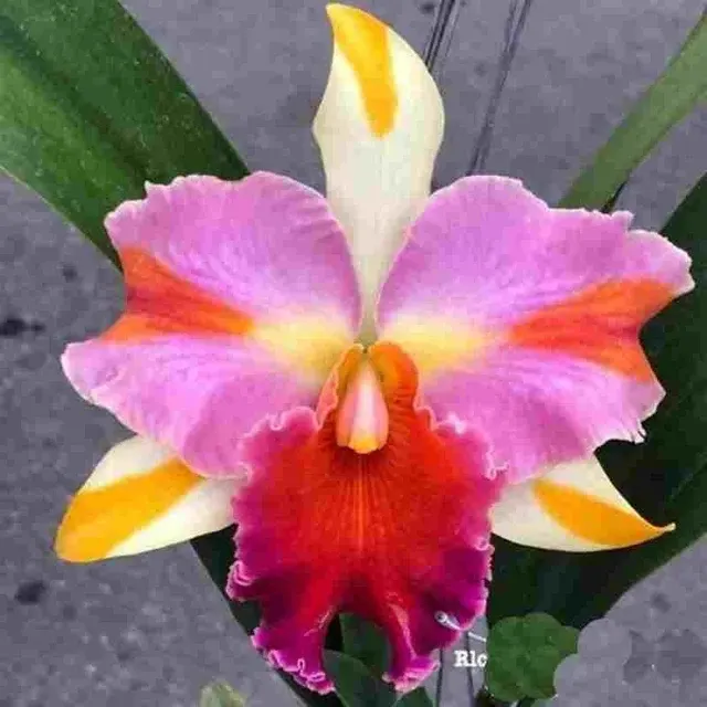 Rhyncholaeliocattleya Amazing Thailand - BS 'Rainbow' (Rhyncholaeliocattleya)
