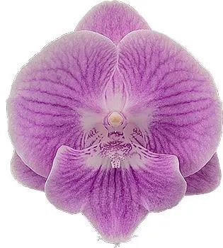 Phalaenopsis Lady Writer