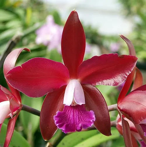 Laeliocattleya Summerland Girl 'Orchidglade'
