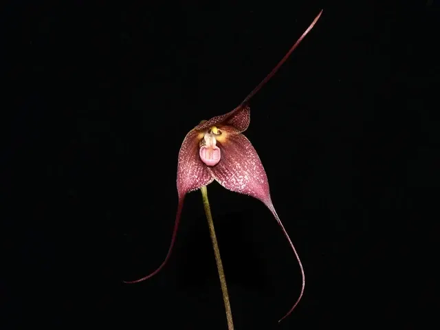 Dracula Canari (Dracula)