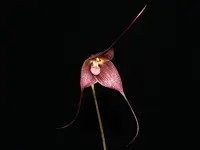 Dracula Canari