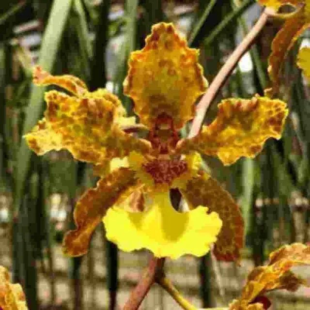 Trichocentrum Lillian Oka 'Jairak'