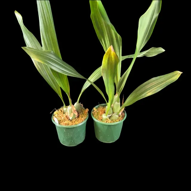Coelogyne pallida (Coelogyne)