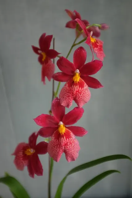 Oncidopsis Swiss Beauty (Oncidopsis)