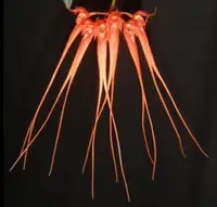 Bulbophyllum tingabarinum