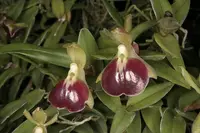 Epidendrum porpax large type
