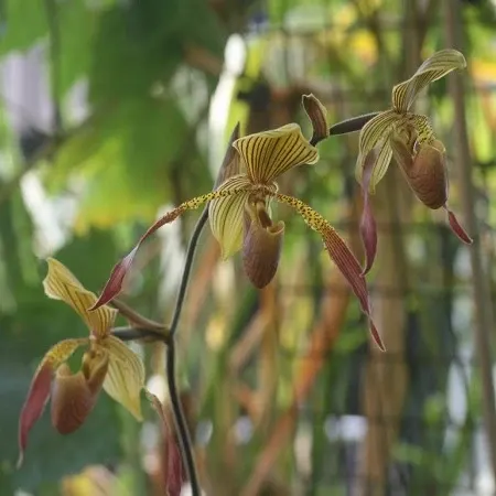 Paphiopedilum Julius - SS (Paphiopedilum)