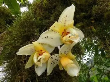 Stanhopea impressa (Stanhopea)