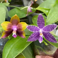 Compot QA055 - Phalaenopsis MS Princess Tint