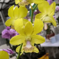 Dendrobium Orchid Yellow #58 Mature Bushy Plant - Ready To Flower