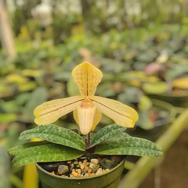 Paphiopedilum josianae (Paphiopedilum)