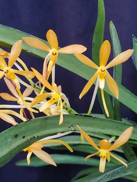 Vanda Twinkle (Vanda)