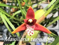 Max. tenuifolia (MAXT) ( - - Maxillaria ) Max.=Maxillaria