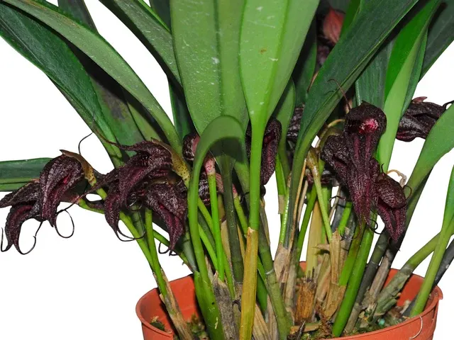 Masdevallia cerastes (Masdevallia)