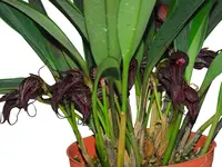 Masdevallia cerastes