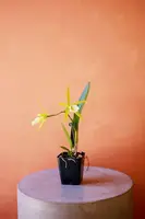 Cattleya Orchid — 4"