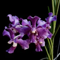 Terete Vanda Orchid Papilionanda Chaopraya Violet Mature