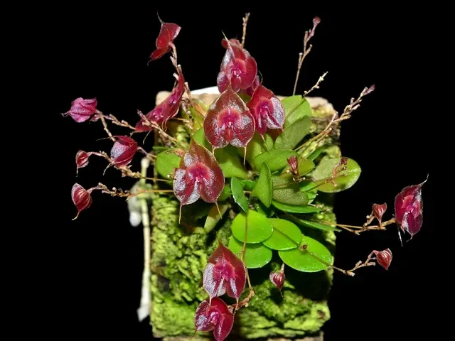 Lepanthes tsubotae