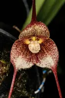 Dracula hirsuta