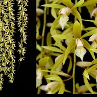 Coelogyne Rochussenii