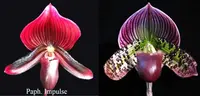Orchid Seedling 50mm Pot Size - Paphiopedilum Impulse x Hsinying Leopard