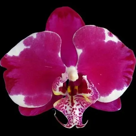 Phalaenopsis King Car Black Lulu