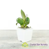 Rhyncholaeliocattleya Thongsupran x Crown Princess (SCB848)