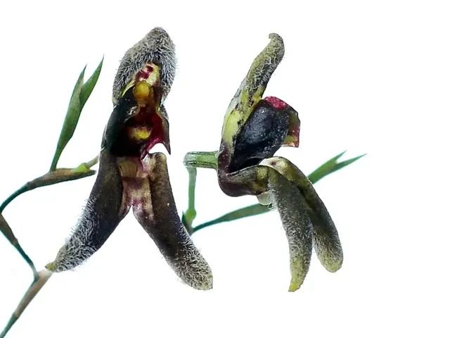 Stelis rodrigoi (Stelis)