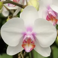 Phalaenopsis Miki Smile '1332' 3.0"