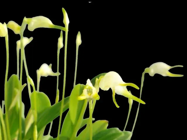 Masdevallia ophioglossa (Masdevallia)