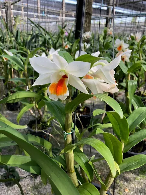 Dendrobium formosum x 'Myanmar' (Dendrobium)