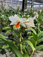 Dendrobium formosum "Myanmar" x Dendrobium Vergineum