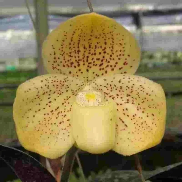 Paphiopedilium Wellesleyanum (Paphiopedilum)