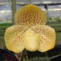 Paphiopedilium Wellesleyanum (Bushy Plants)