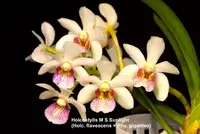 Holcostylis M S Sunlight | Mini Vanda Relative | SapphireChild Orchids