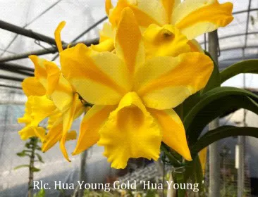 Rhyncholaeliocattleya Hua Young Gold 'Hua Young' (Rhyncholaeliocattleya)