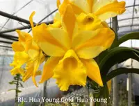 Rlc. Hua Young Gold 'Hua Young' (Haw Yuan Gold x Mystic Isles) (M496) (Hybrid) Rlc.=Rhyncholaeliocattleya