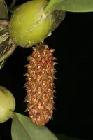 Bulbophyllum crassipes (careyanum)