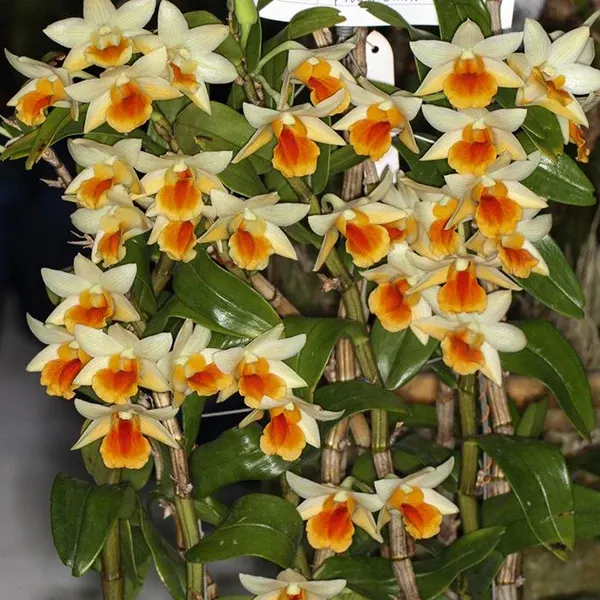 Dendrobium Frosty Dawn x Dawn Maree Orange