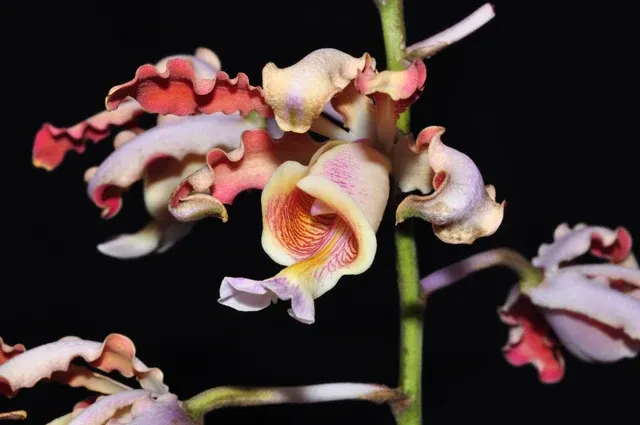 Myrmecophila tibicinis (Myrmecophila)