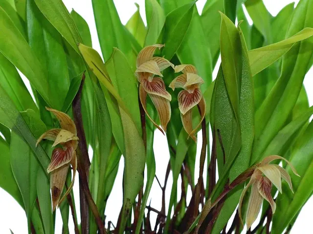 Maxillaria pulla (Maxillaria)