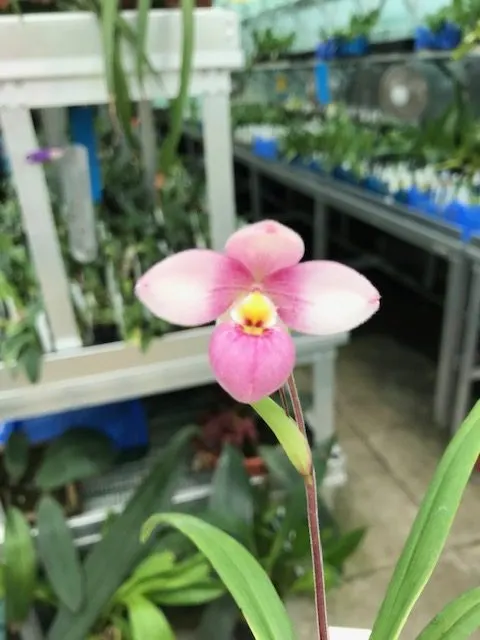 Phragmipedium Asendorf Rose (Phragmipedium)